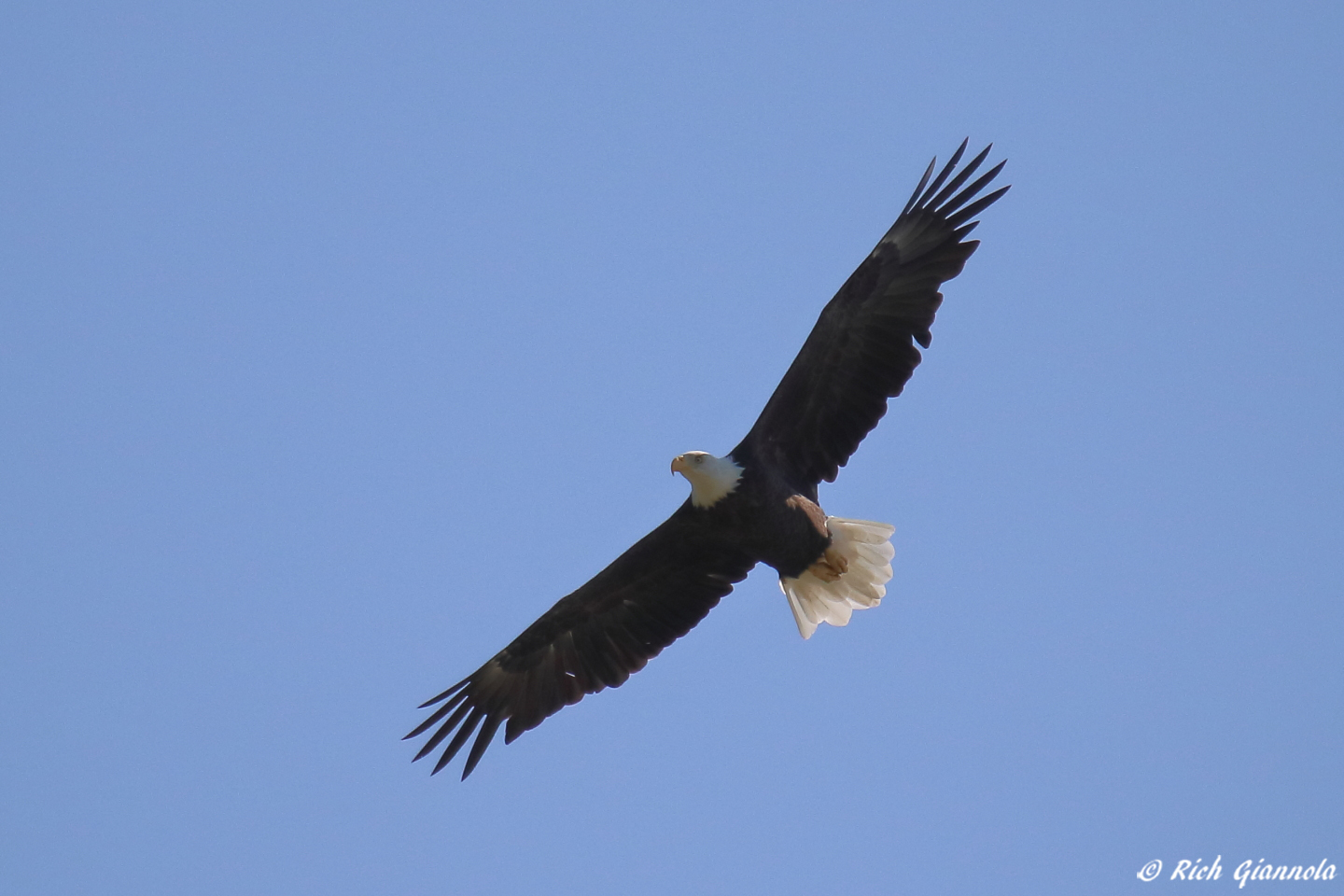 Birding at Trap Pond State Park – Featuring a Bald Eagle (8/19/23)