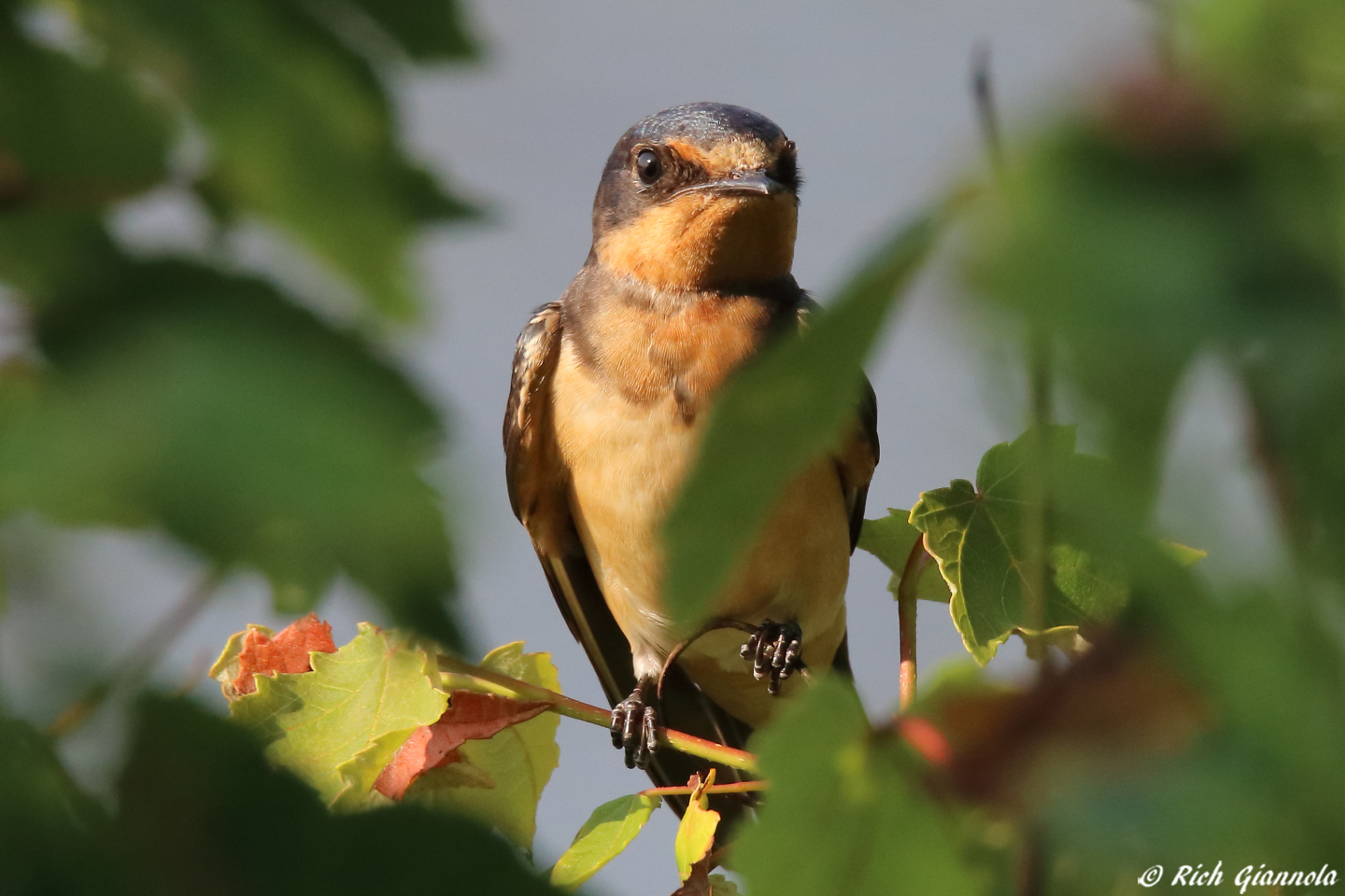 Birding at Prime Hook NWR – Featuring a Barn Swallow (8/1/23)