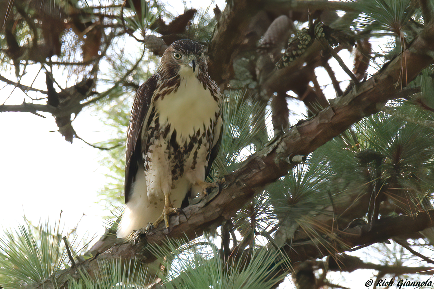 Birding at Prime Hook NWR – Featuring a Red-Tailed Hawk (8/18/23)