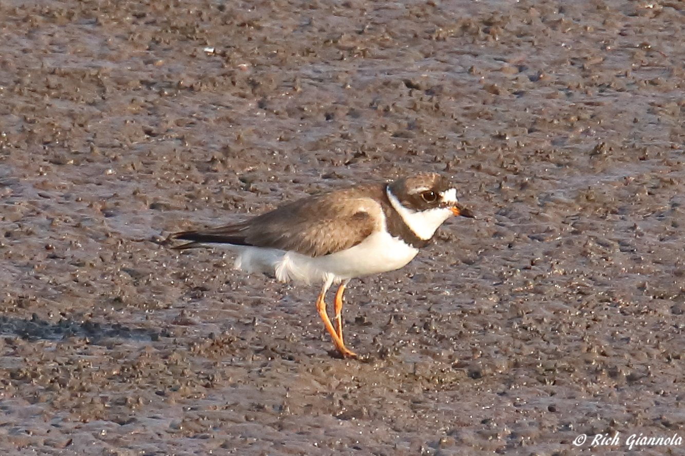 Birding at Prime Hook NWR – Featuring a Semipalmated Plover (8/26/23)