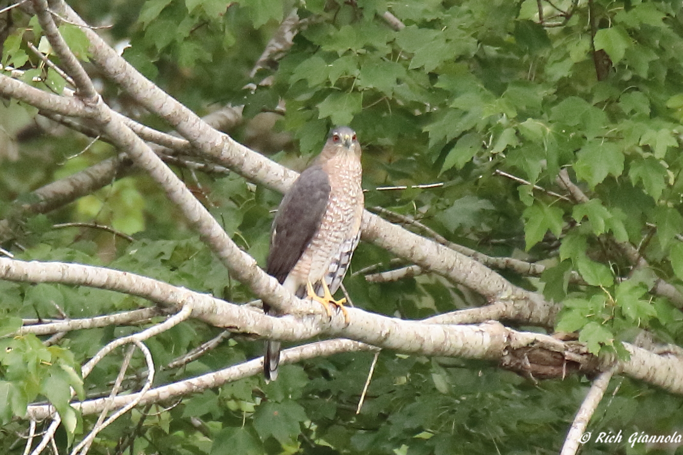 Birding at Chincoteague Island Nature Trail – Featuring a Cooper’s Hawk (9/21/23)