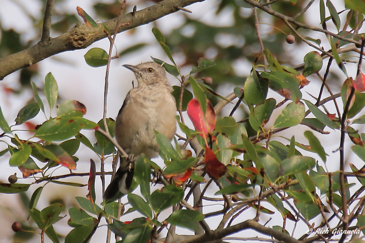 Birding at Prime Hook NWR – Featuring a Northern Mockingbird (9/9/23)