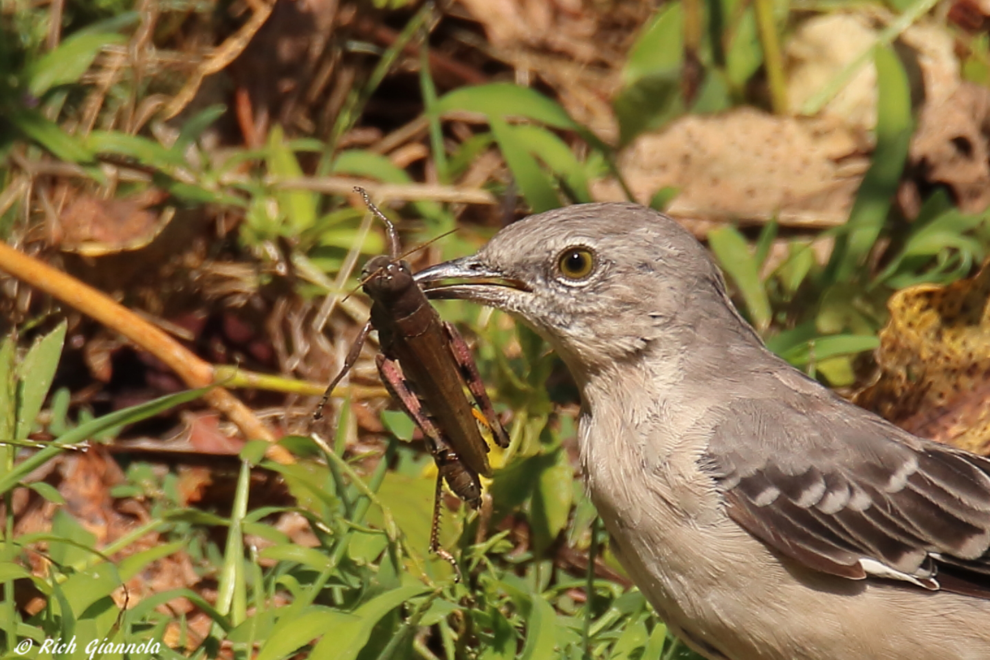 Birding at Prime Hook NWR – Featuring a Northern Mockingbird (9/15/23)