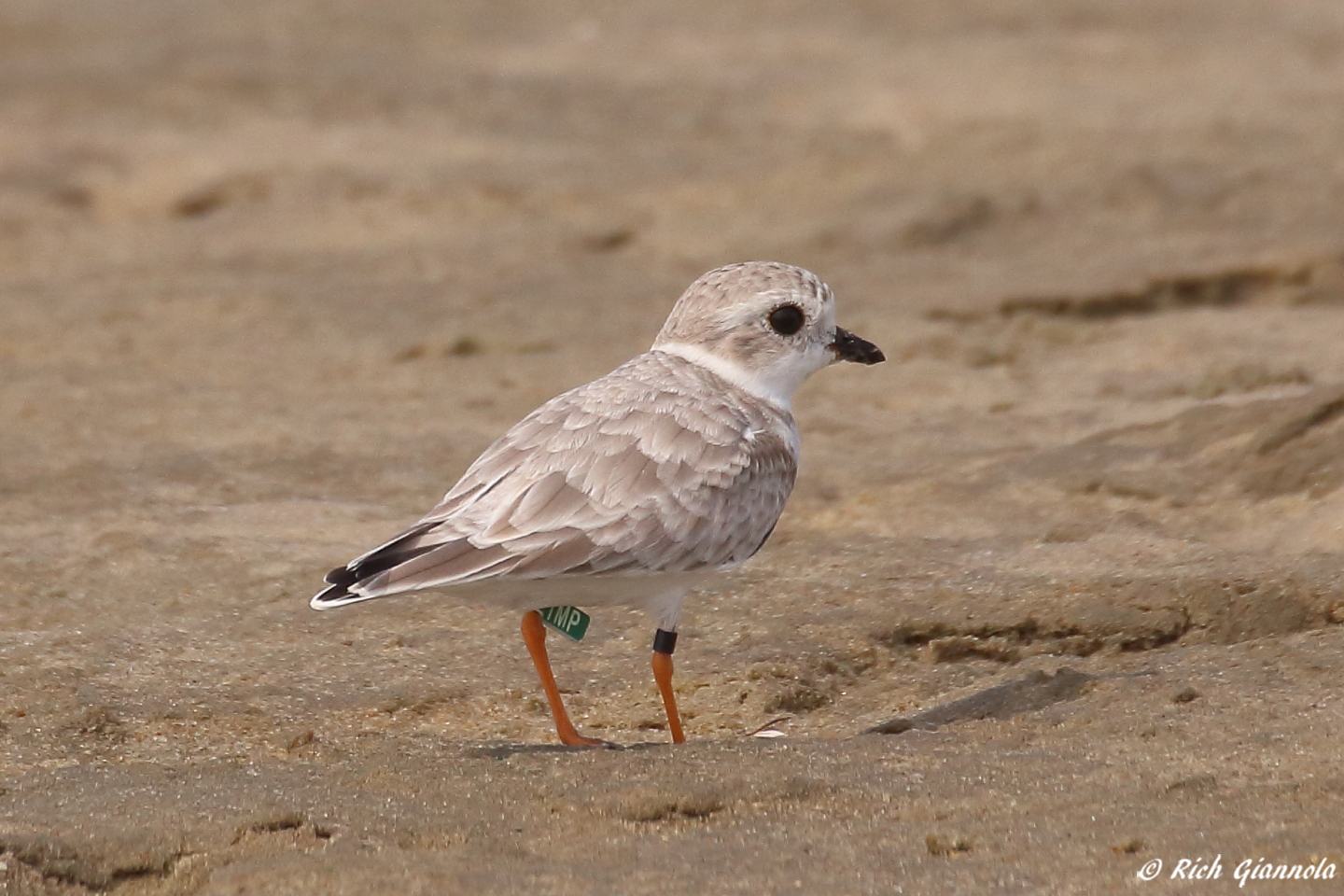 Birding at Chincoteague NWR – Featuring a Piping Plover (9/21/23)