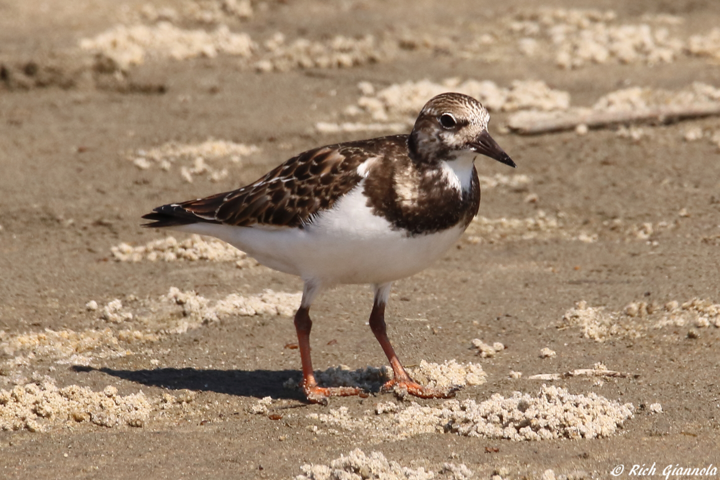 Birding at Chincoteague NWR – Featuring a Ruddy Turnstone (9/20/23)