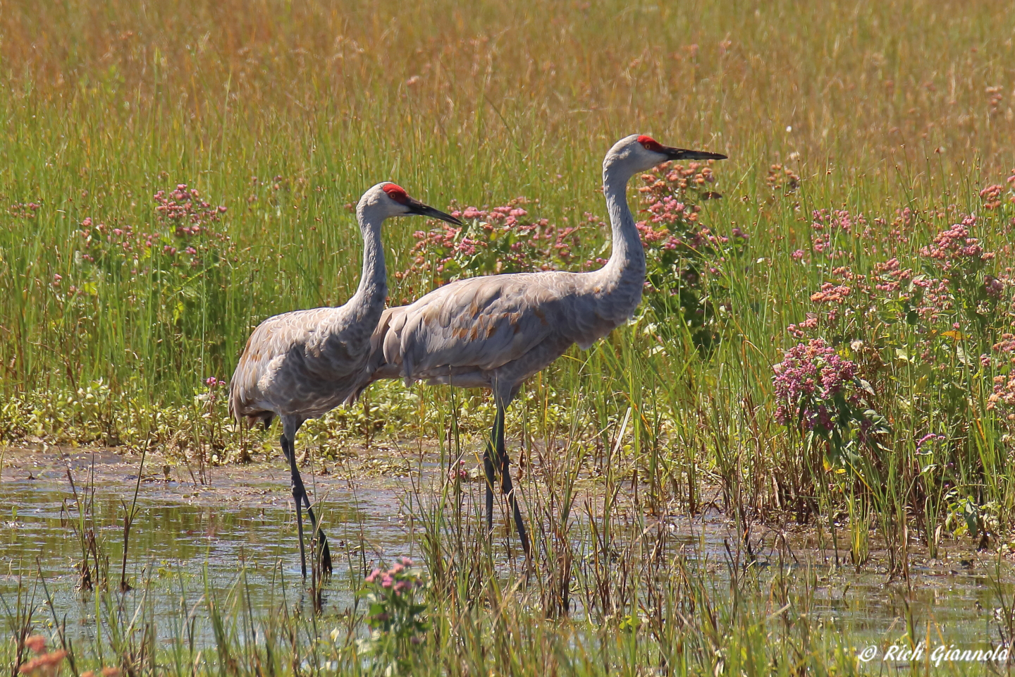 Birding at Bombay Hook NWR – Featuring Sandhill Cranes (9/16/23)