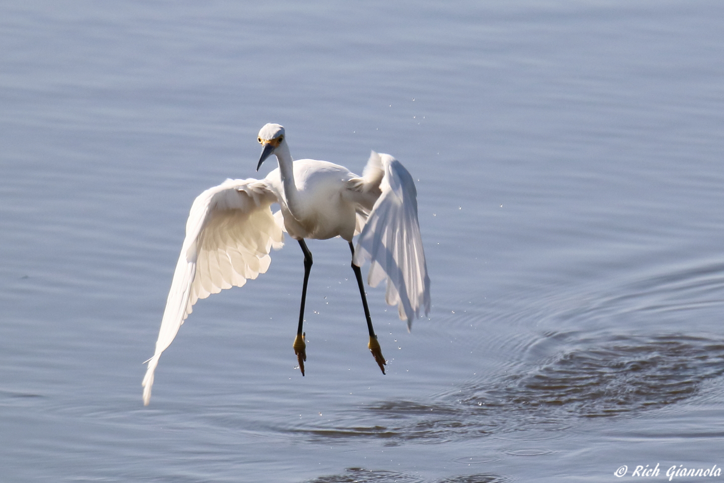 Birding at Prime Hook NWR – Featuring a Snowy Egret (9/2/23)