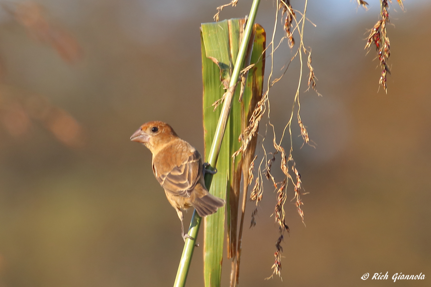 Birding at Delaware Botanic Gardens – Featuring a Blue Grosbeak (10/5/23)