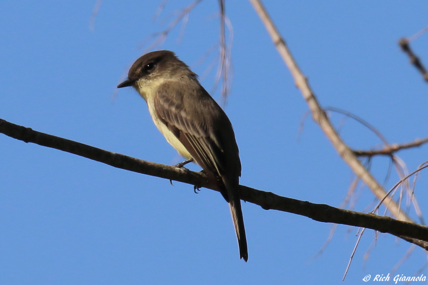 Birding at Marsh Creek State Park – Featuring an Eastern Phoebe (10/1/23)