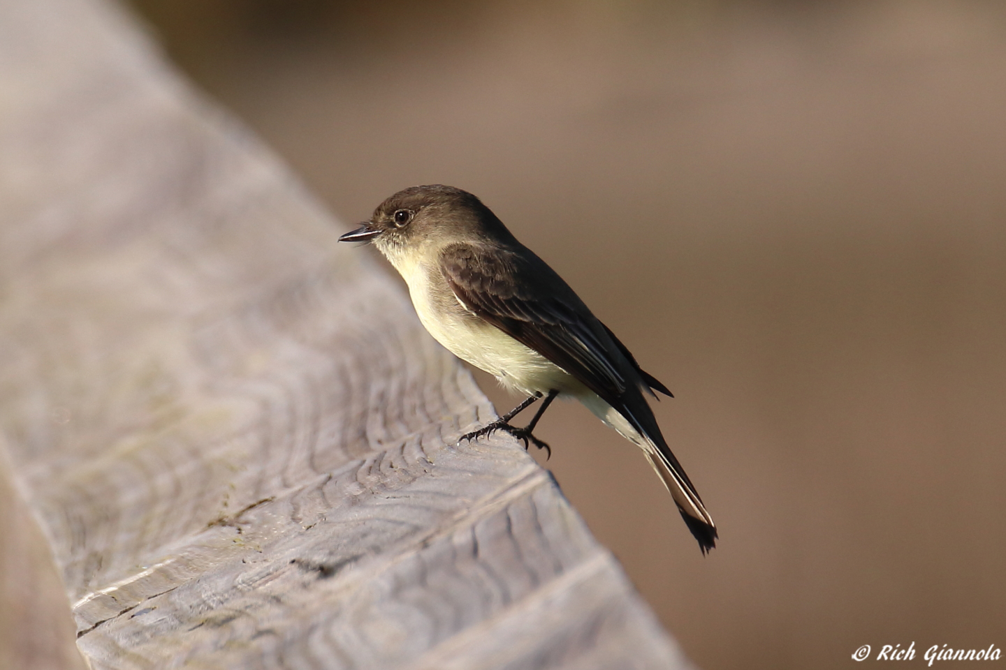 Birding at Assateague Island National Seashore – Featuring an Eastern Phoebe (10/10/23)