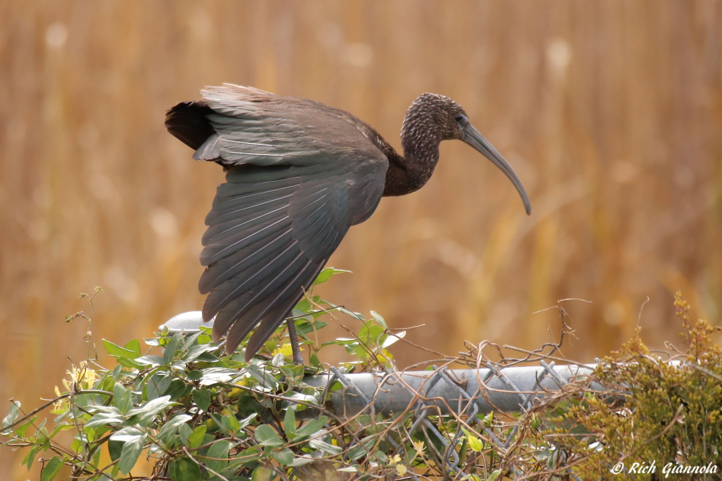 Birding at Bombay Hook NWR – Featuring a Glossy Ibis (10/16/23)