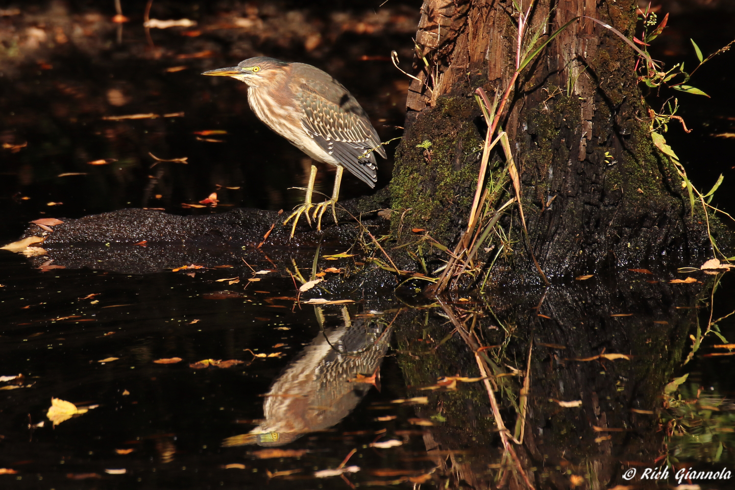 Birding at James Farm Ecological Preserve – Featuring a Green Heron (10/13/23)