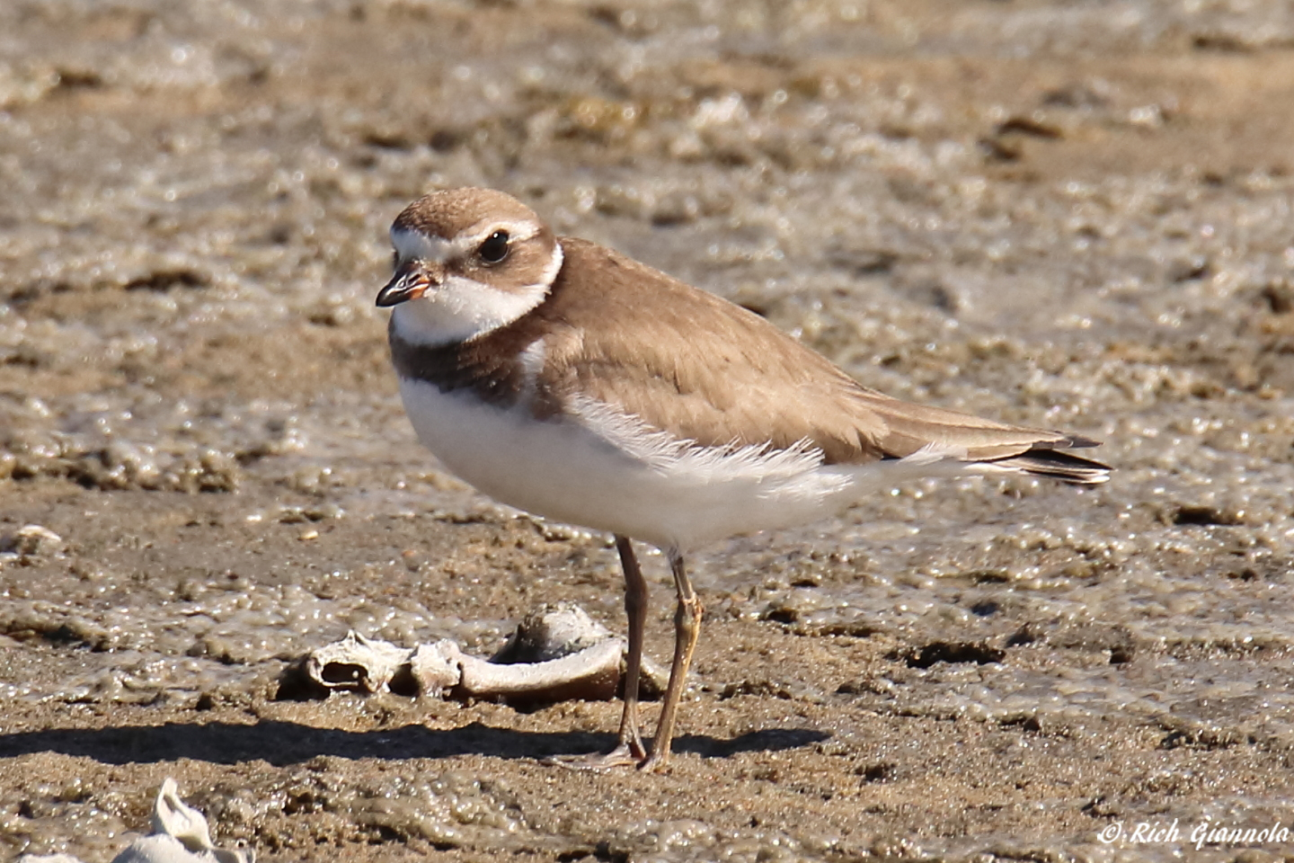 Birding at Cape Henlopen State Park – Featuring a Semipalmated Plover (10/5/23)