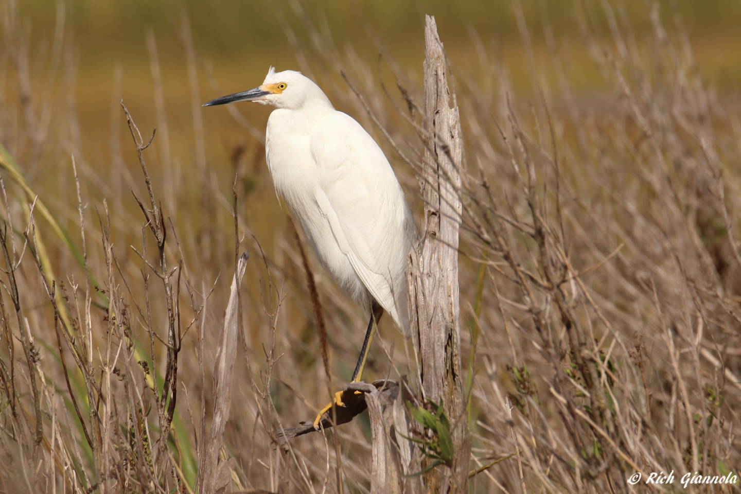 Birding at Cape Henlopen State Park – Featuring a Snowy Egret (9/27/23)