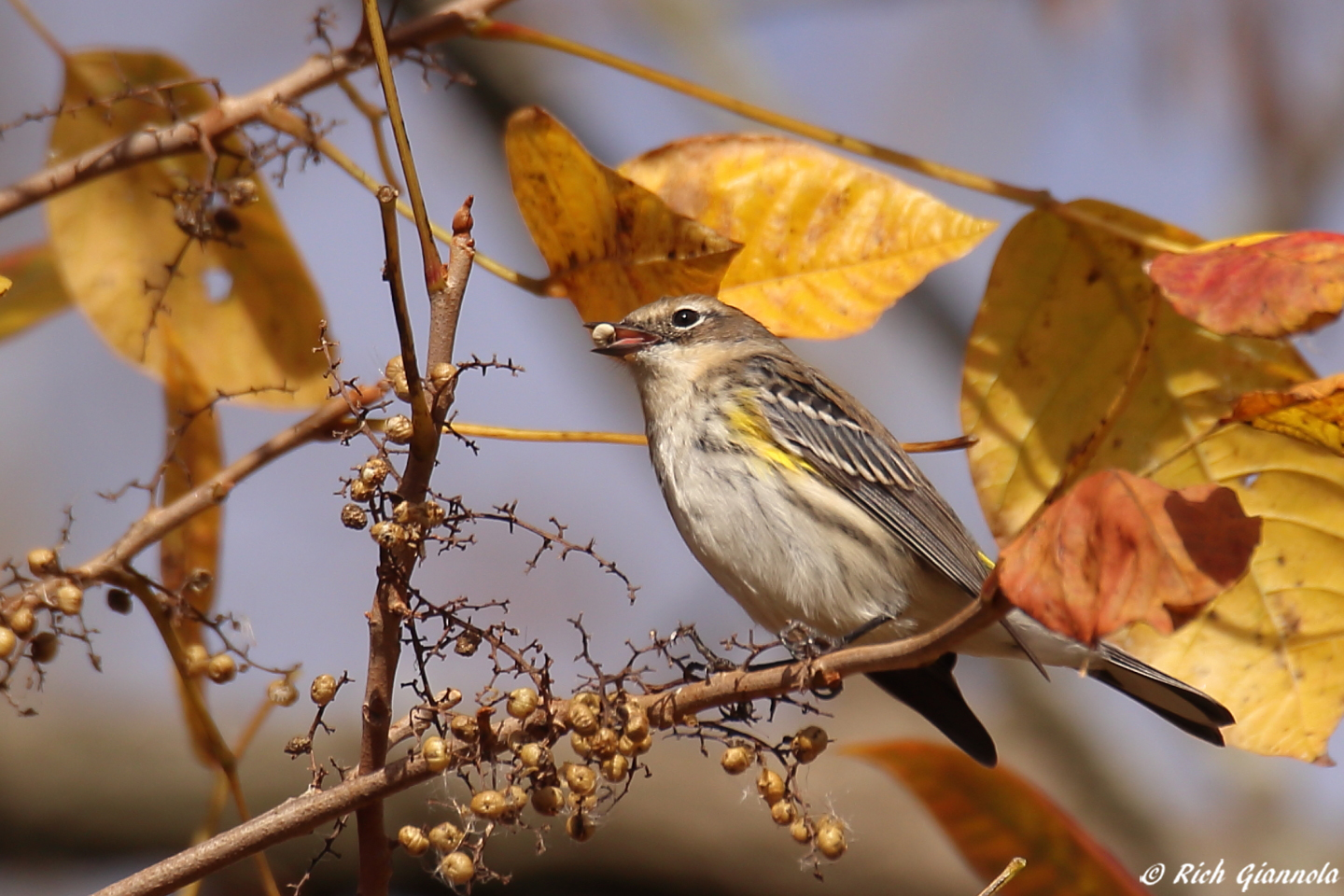 Birding at John Heinz NWR at Tinicum – Featuring a Yellow-Rumped Warbler (10/22/23)