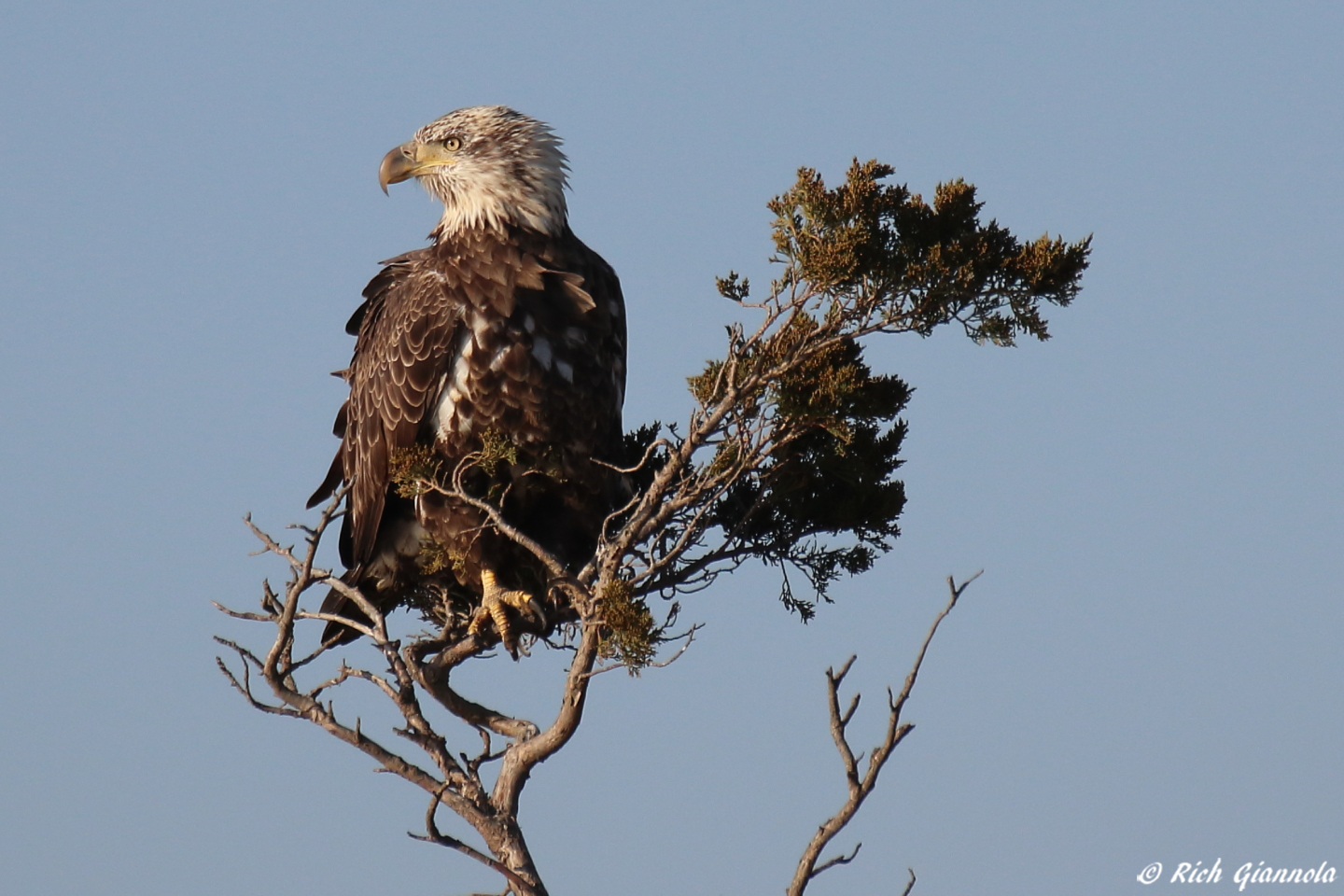 Birding at Edwin B. Forsythe NWR: Featuring a Bald Eagle (11/16/23)