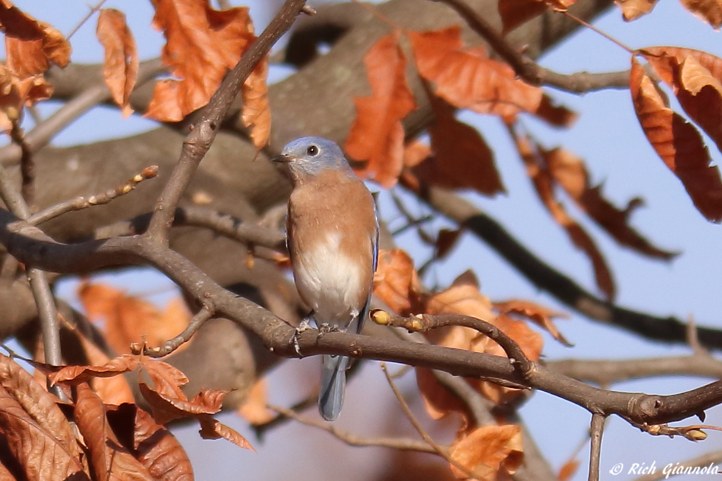 Birding at Hibernia County Park – Featuring an Eastern Bluebird (11/11/23)