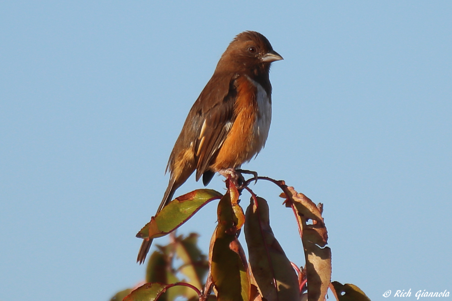 Birding at Prime Hook NWR – Featuring an Eastern Towhee (11/4/23)