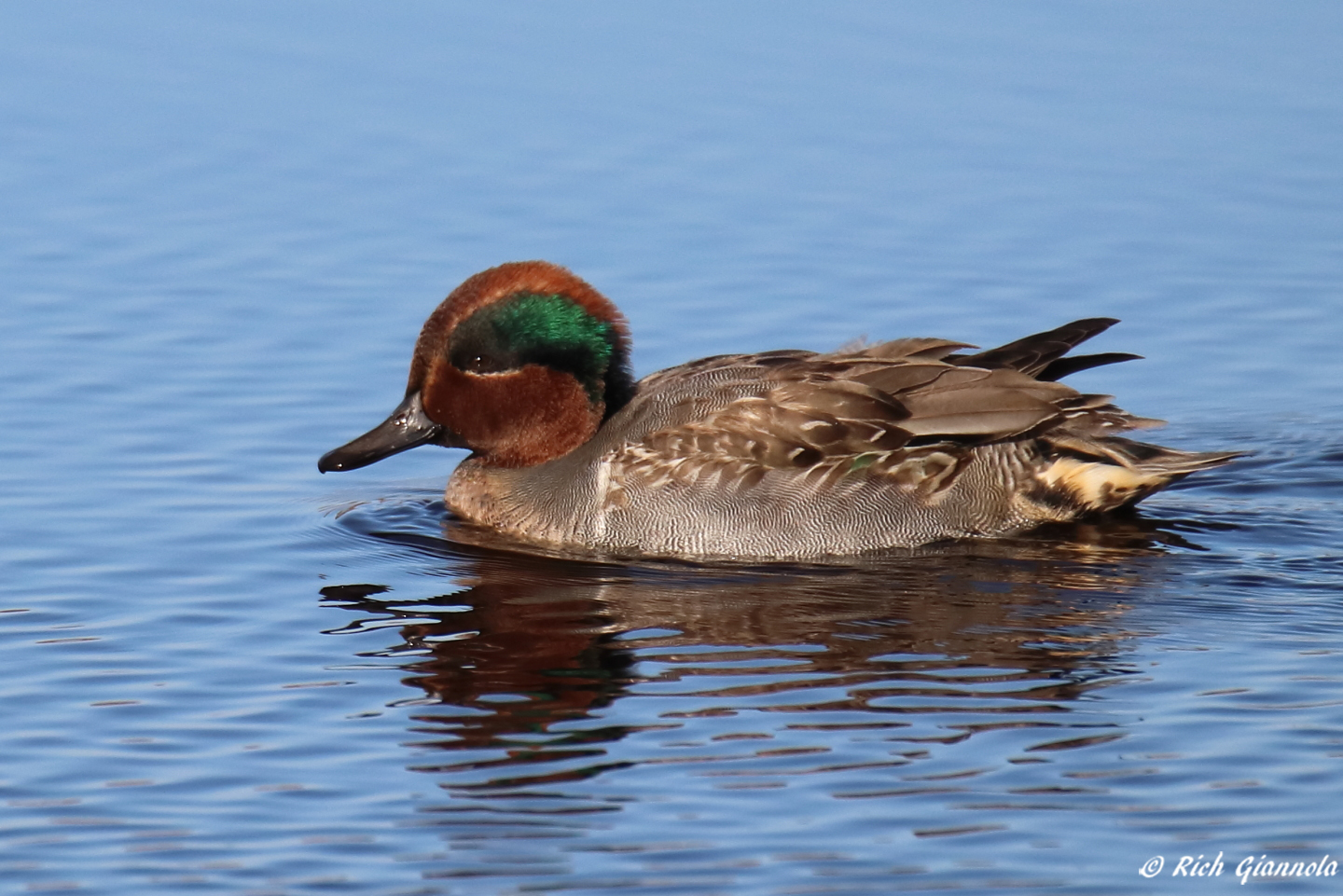 Birding at Cape May Point State Park: Featuring a Green-Winged Teal (11/19/23)