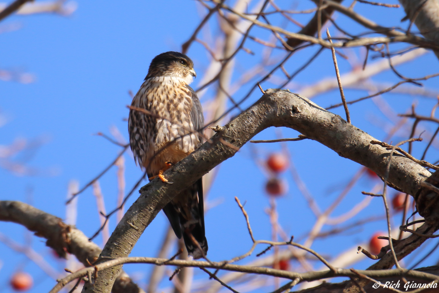 Birding at Cape May Bird Observatory: Featuring a Merlin (11/19/23)