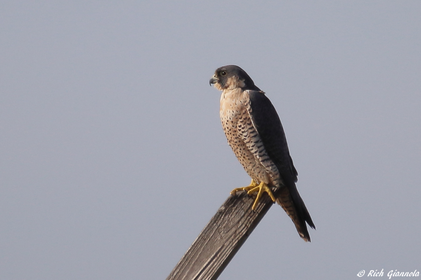 Birding at Edwin B. Forsythe NWR: Featuring a Peregrine Falcon (11/17/23)