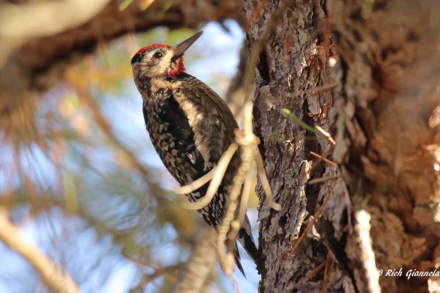 Birding at Cape Henlopen State Park – Featuring a Yellow-Bellied Sapsucker (11/6/23)