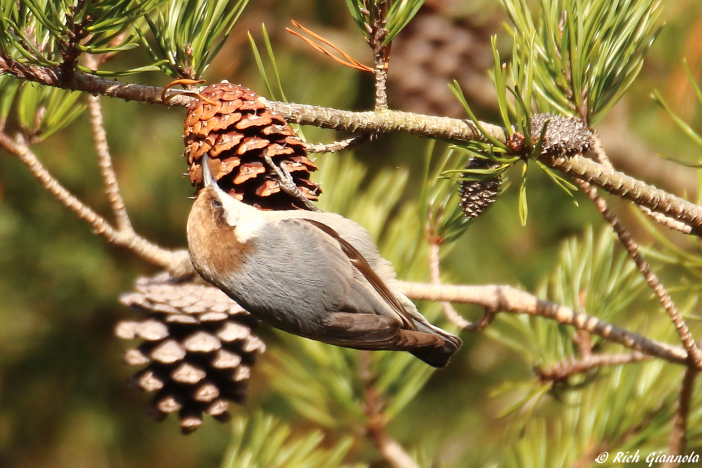 Birding at Cape Henlopen State Park: Featuring a Brown-Headed Nuthatch (12/8/23)