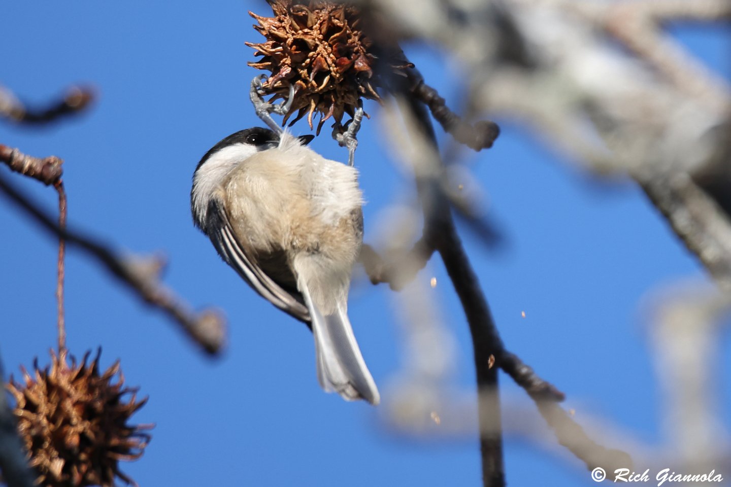 Birding at Prime Hook NWR: Featuring a Carolina Chickadee (12/12/23)