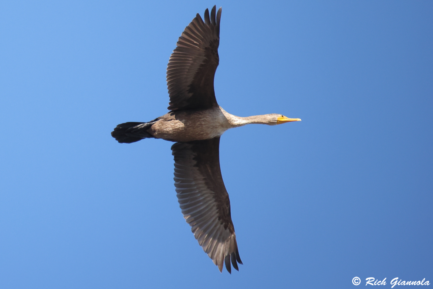 Birding at Delaware Seashore State Park: Featuring a Double-Crested Cormorant (12/16/23)