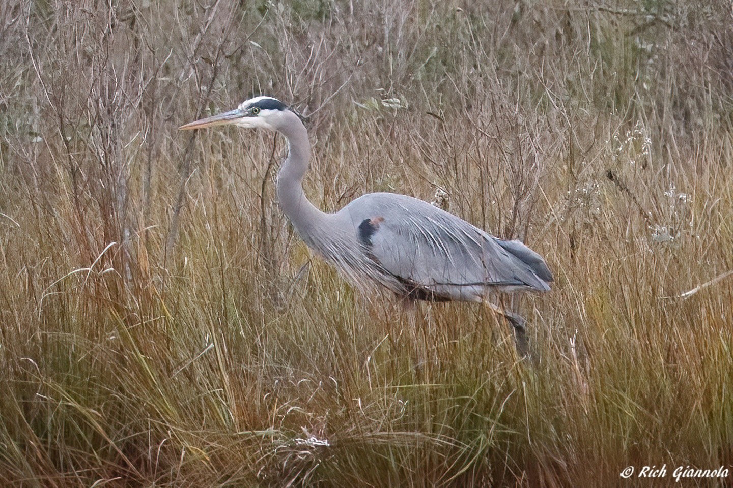 Birding at Fowler Beach: Featuring a Great Blue Heron (12/4/23)