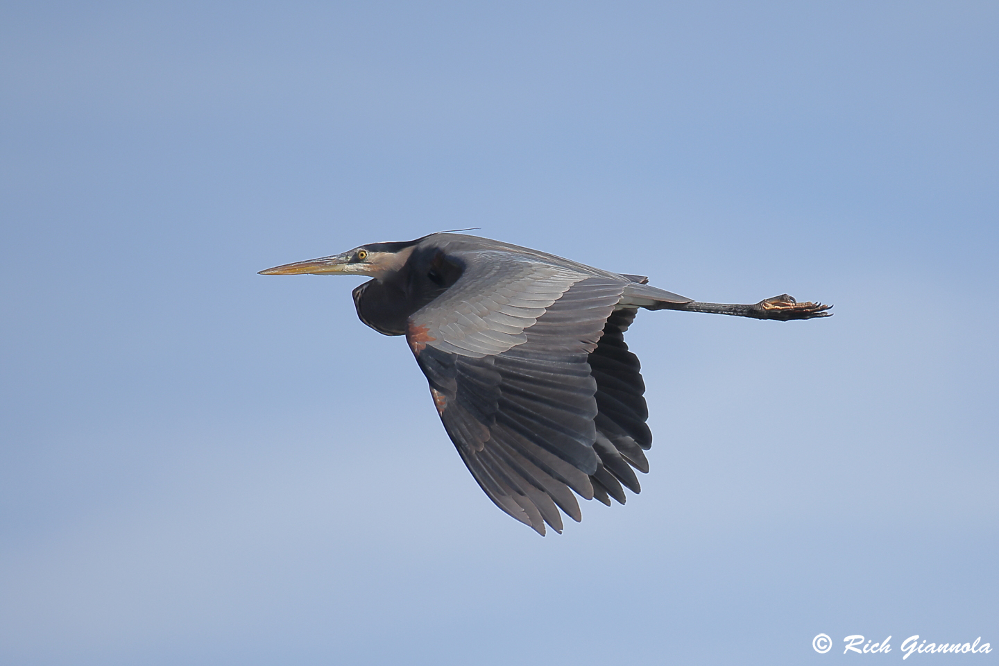 Birding at Silver Lake: Featuring a Great Blue Heron (12/16/23)