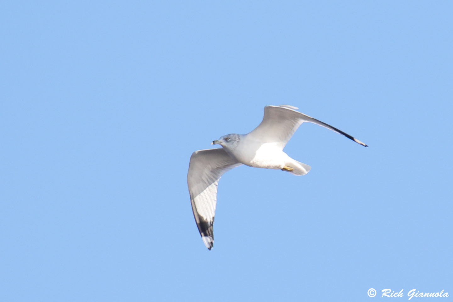 Birding at Prime Hook NWR: Featuring a Ring-Billed Gull (12/29/23)