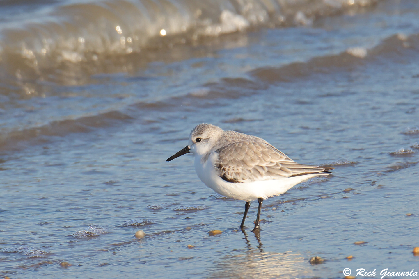 Birding at Fowler Beach: Featuring a Sanderling (12/29/23)