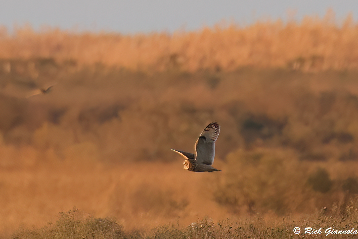 Birding at Fowler Beach: Featuring a Short-Eared Owl (12/20/23)