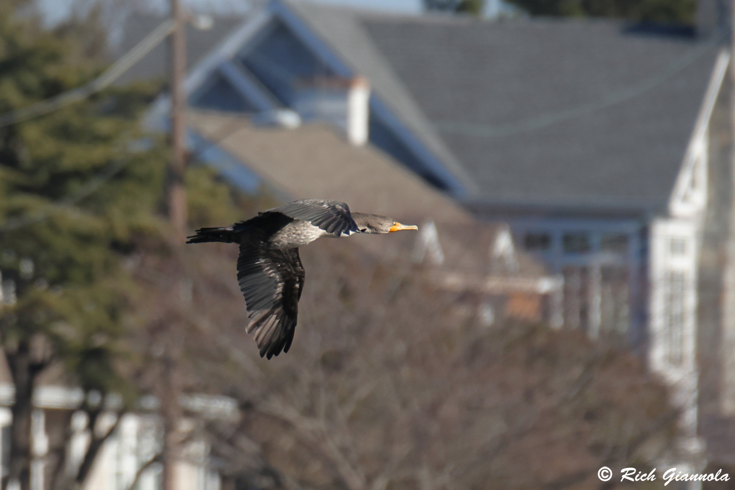 Birding at Silver Lake: Featuring a Double-Crested Cormorant (1/5/24)