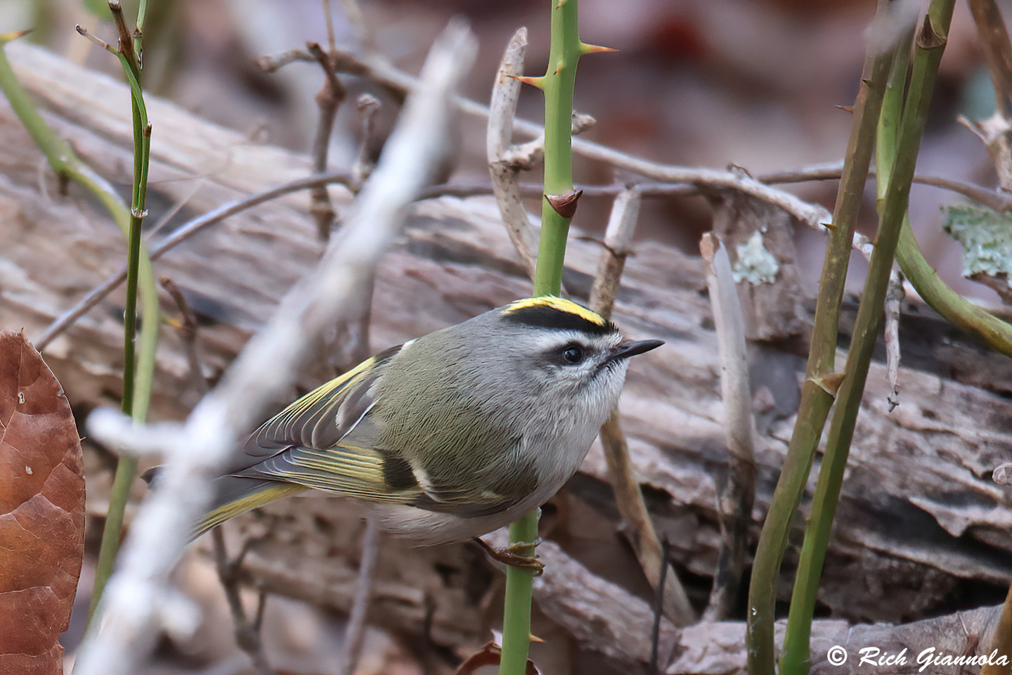 Birding at Cape Henlopen State Park: Featuring a Golden-Crowned Kinglet (1/12/24)