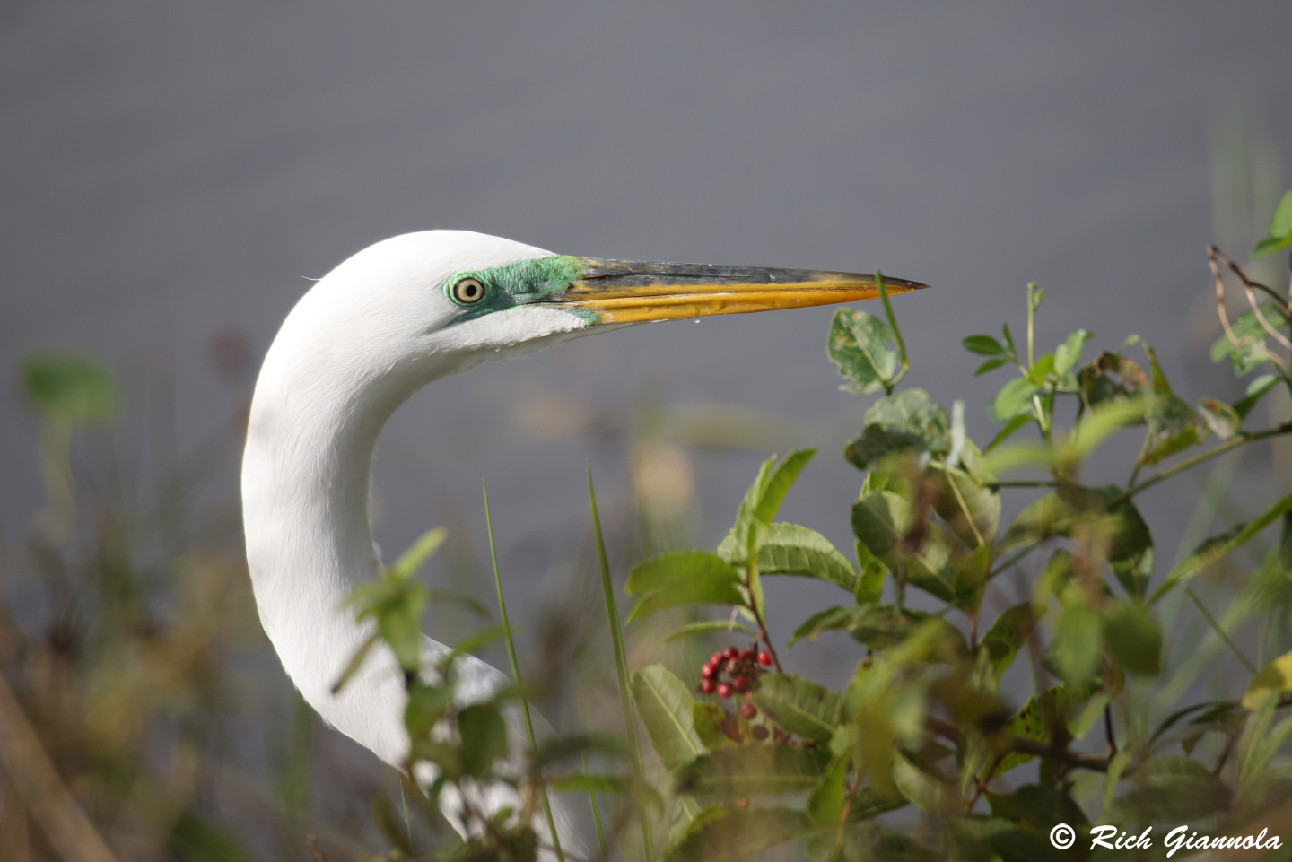 Birding at Venice Audubon Society Rookery: Featuring a Great Egret (1/19/24)