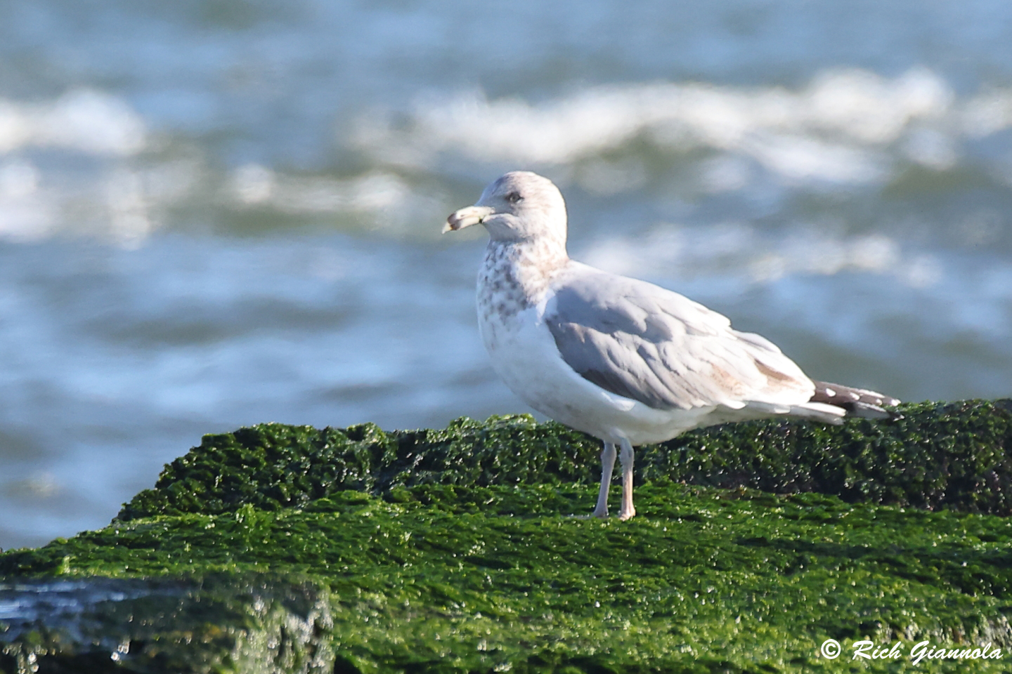 Birding at Delaware Seashore State Park: Featuring a Herring Gull (1/5/24)