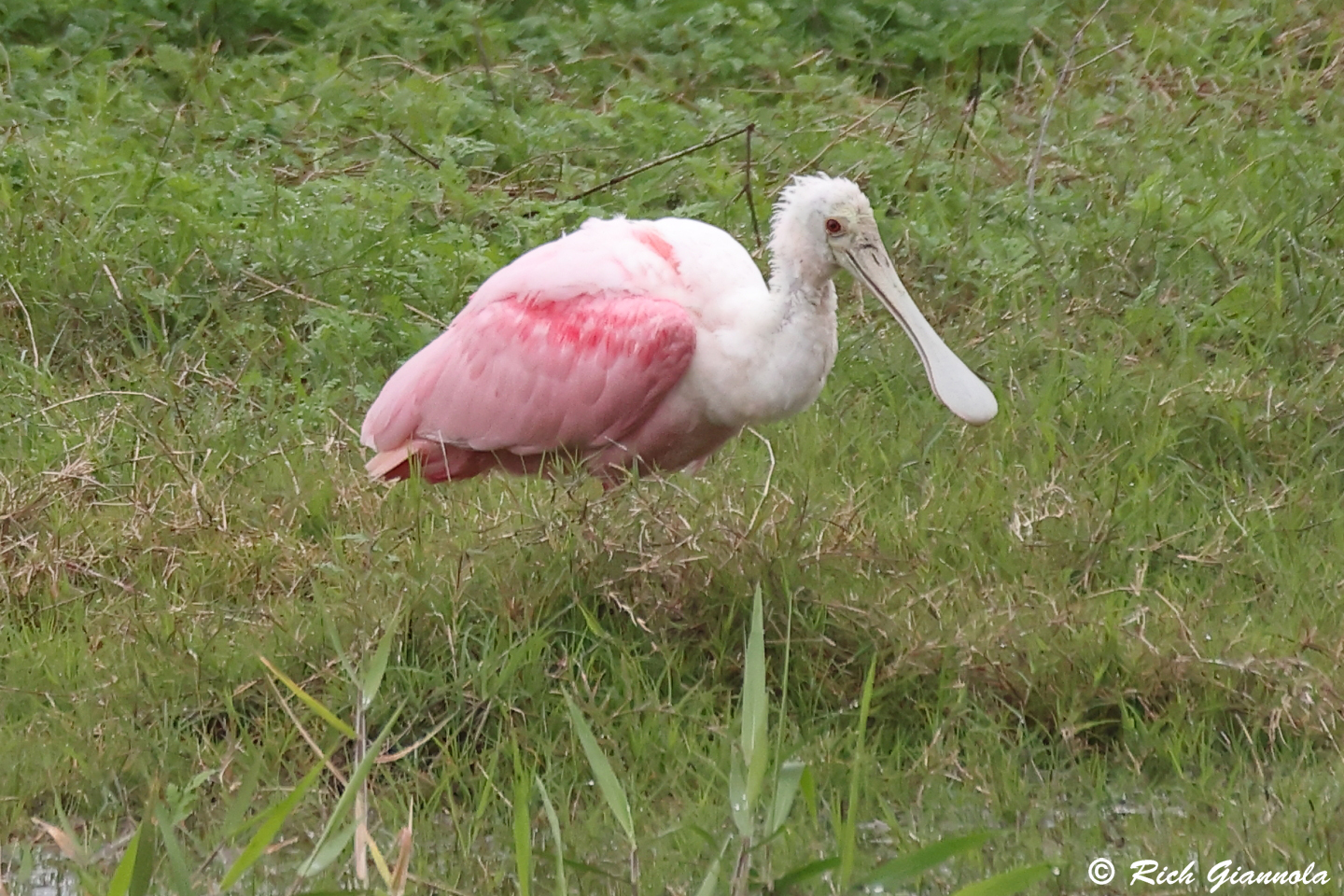 Birding at Myakka River State Park: Featuring a Roseate Spoonbill (1/19/24)