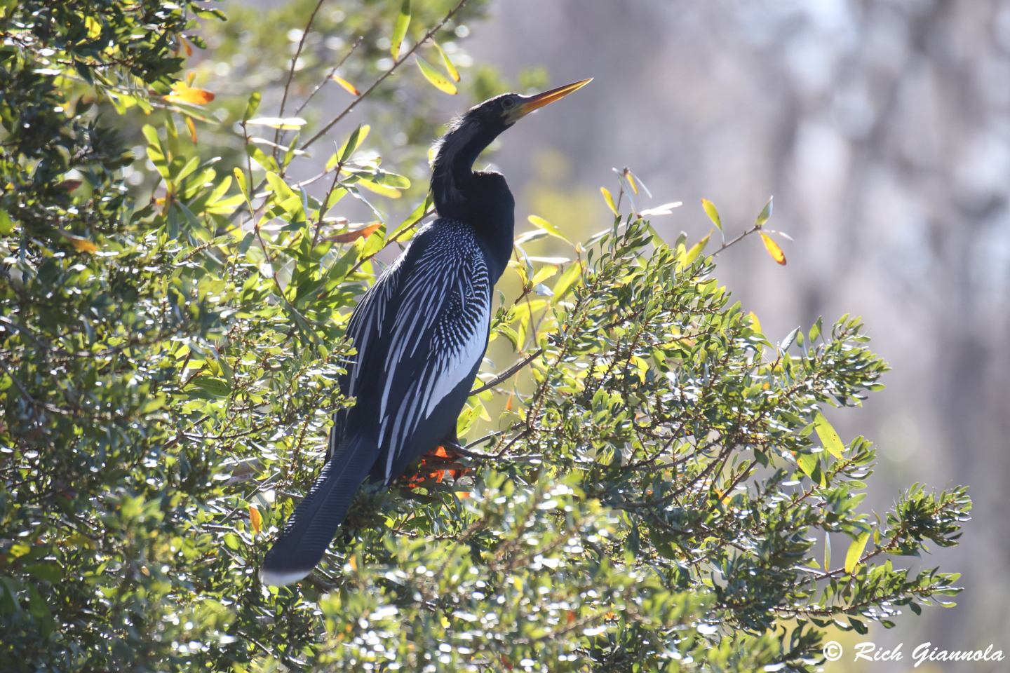 Birding at John Chesnut Sr. Park: Featuring an Anhinga (1/25/24)