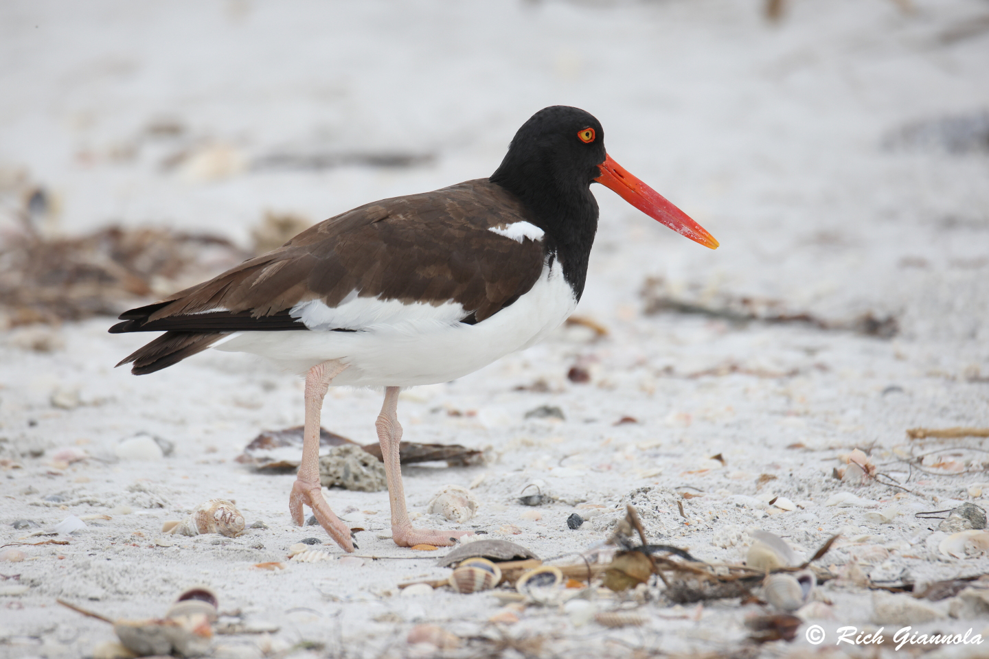 Birding at Sand Key Park: Featuring an American Oystercatcher (1/26/24)