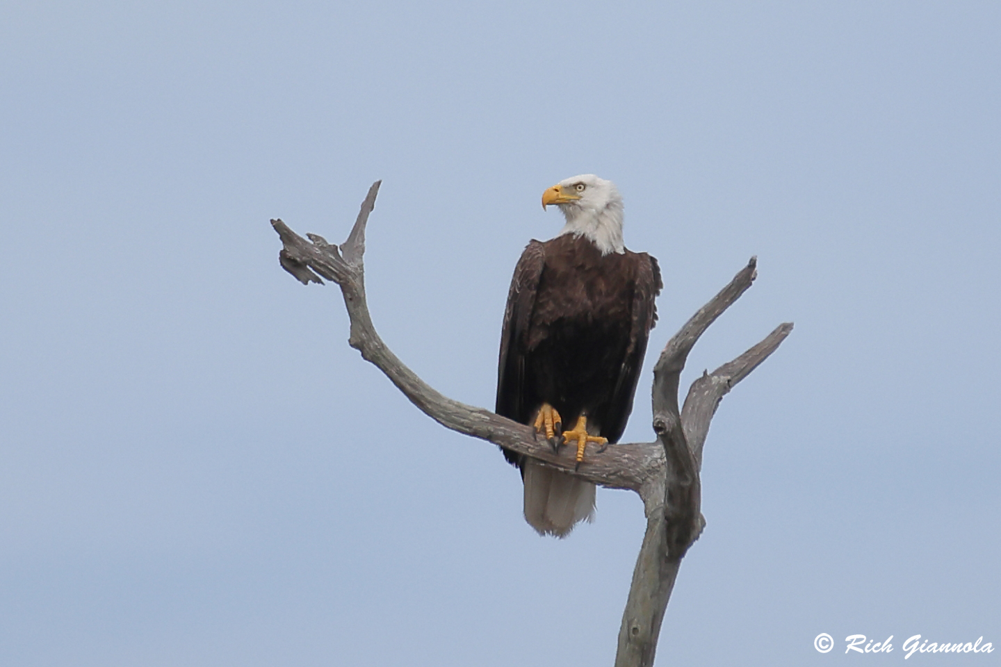 Birding at Honeymoon Island State Park: Featuring a Bald Eagle (1/22/24)