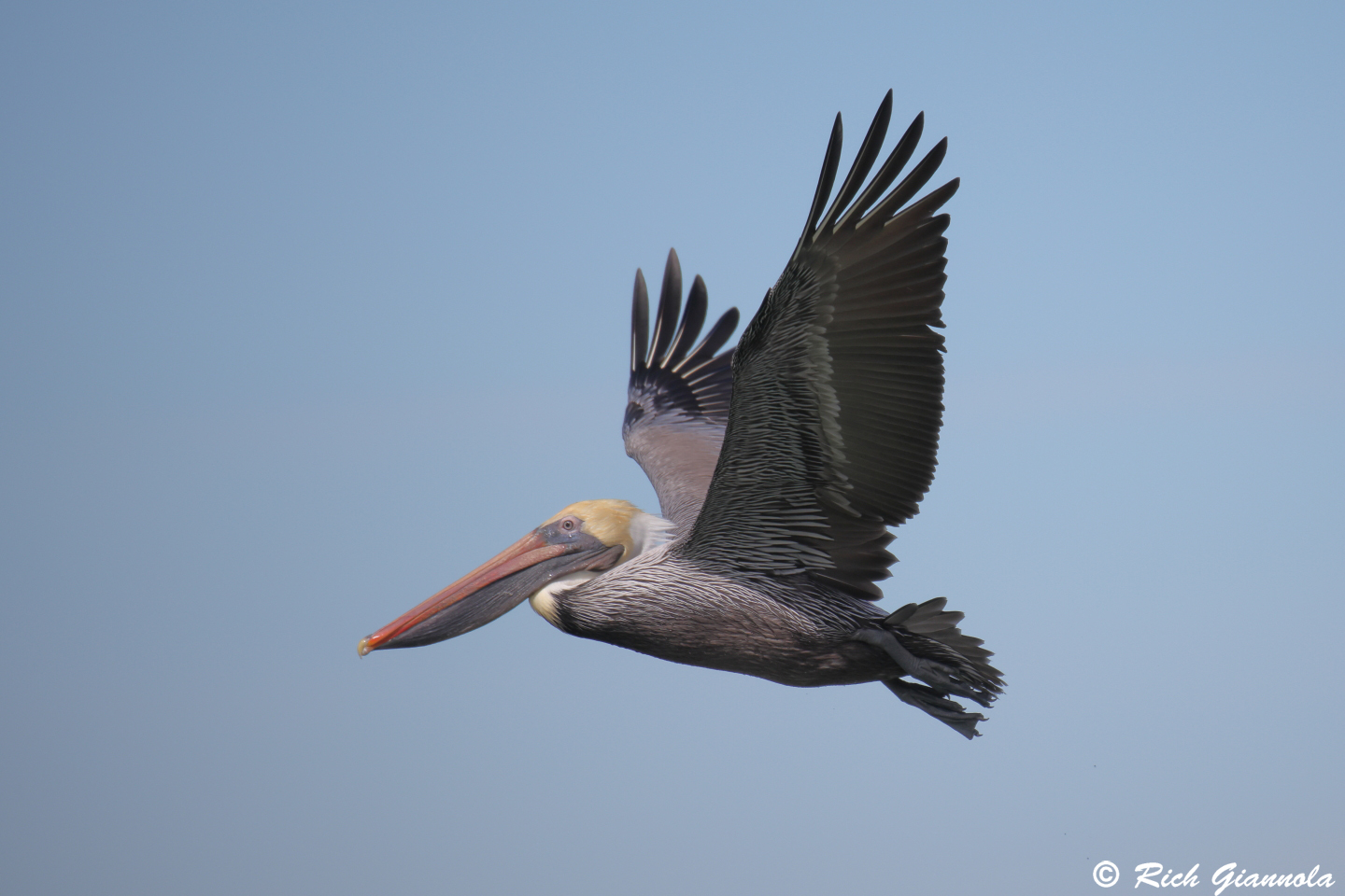 Birding at Fort DeSoto Park: Featuring a Brown Pelican (1/21/24)