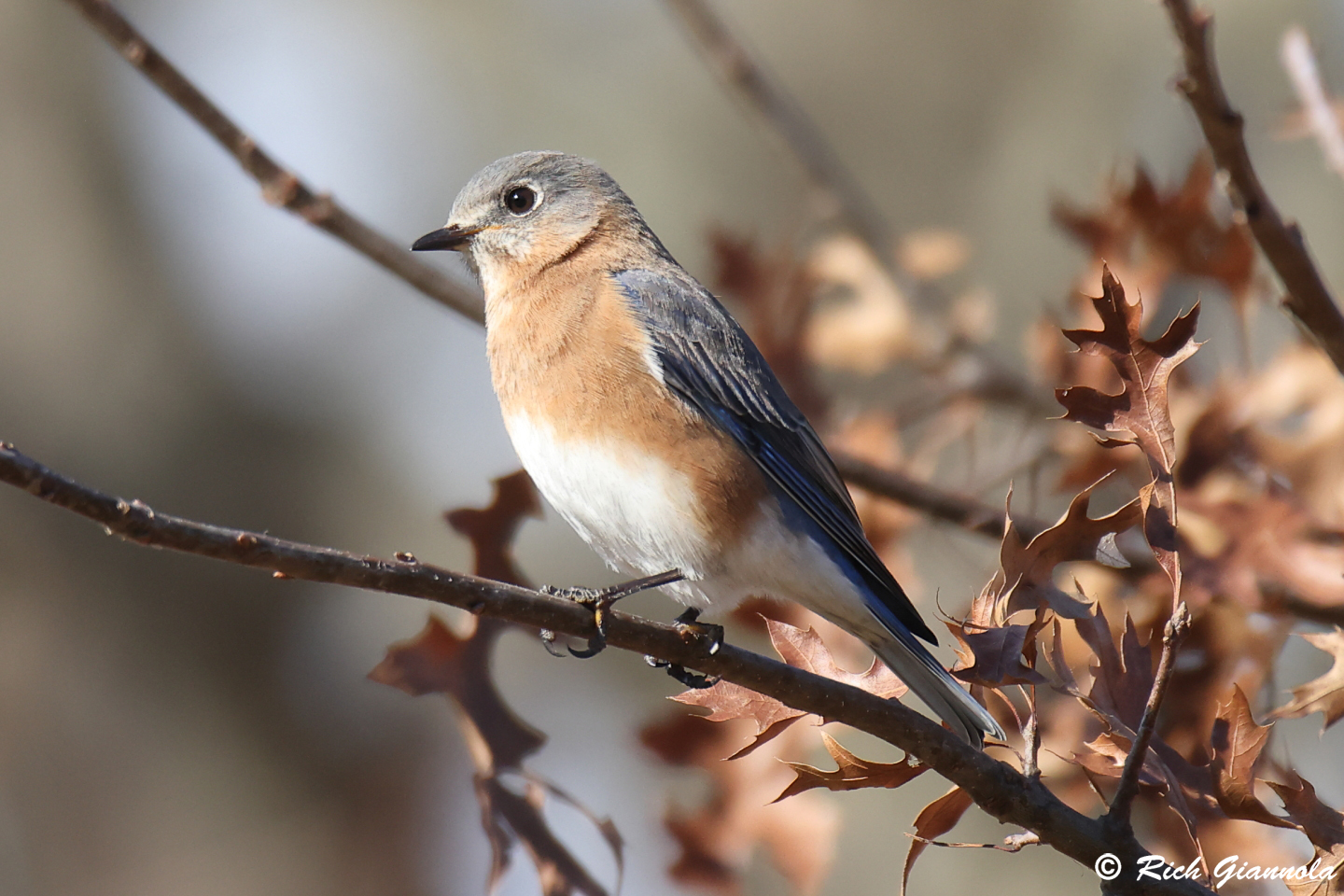 Birding at Marsh Creek State Park: Featuring an Eastern Bluebird (2/9/24)