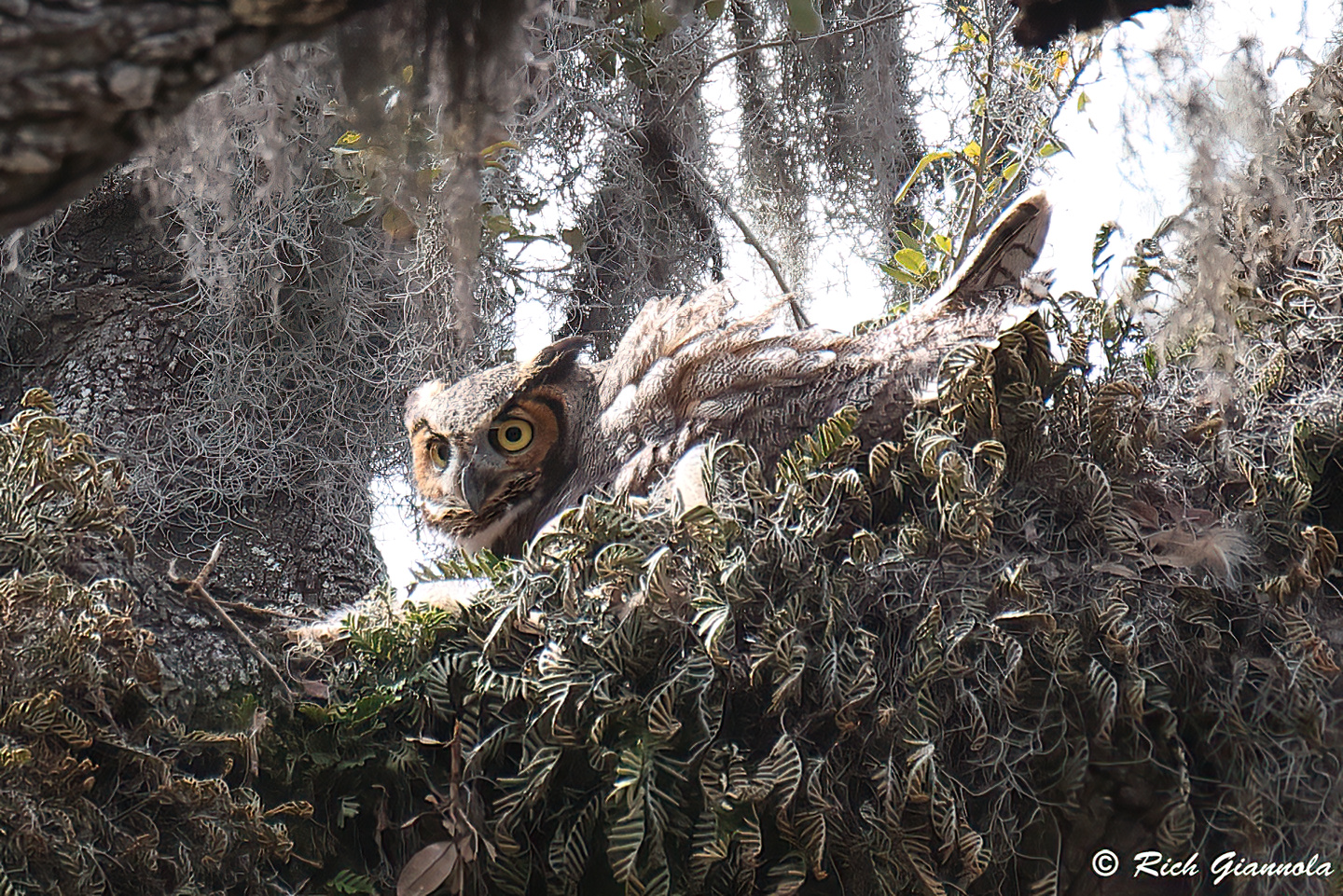 Birding at Philippe Park: Featuring a Great-Horned Owl (1/23/24)