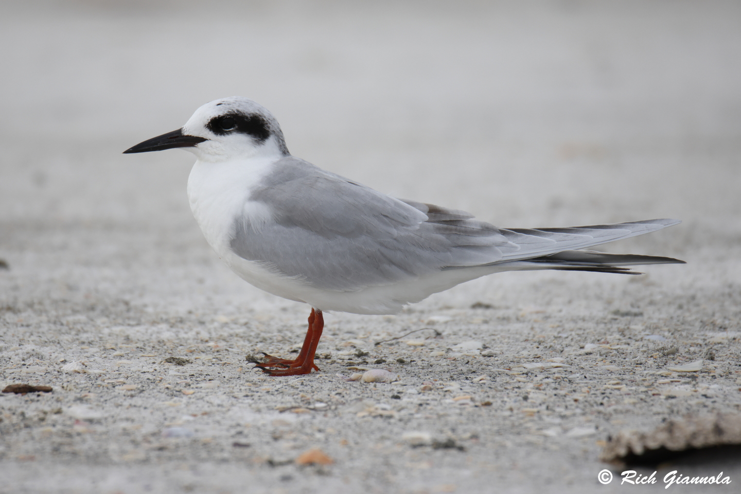 Birding at Sand Key Park: Featuring a Least Tern (1/25/24)