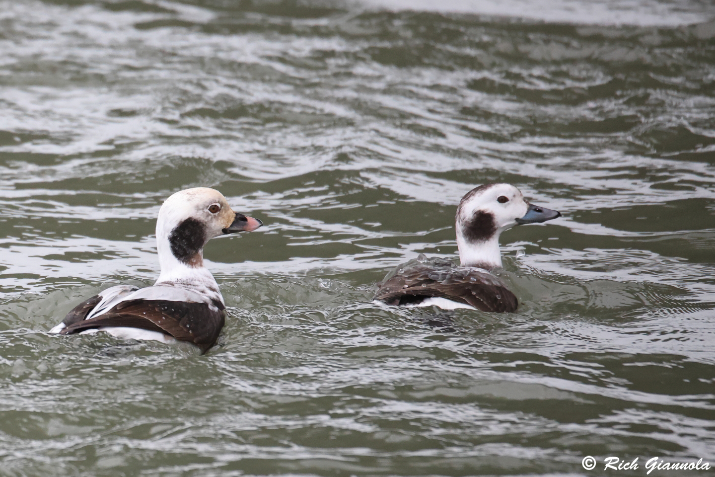 Birding at Delaware Seashore State Park: Featuring Long-Tailed Ducks (1/30/24)