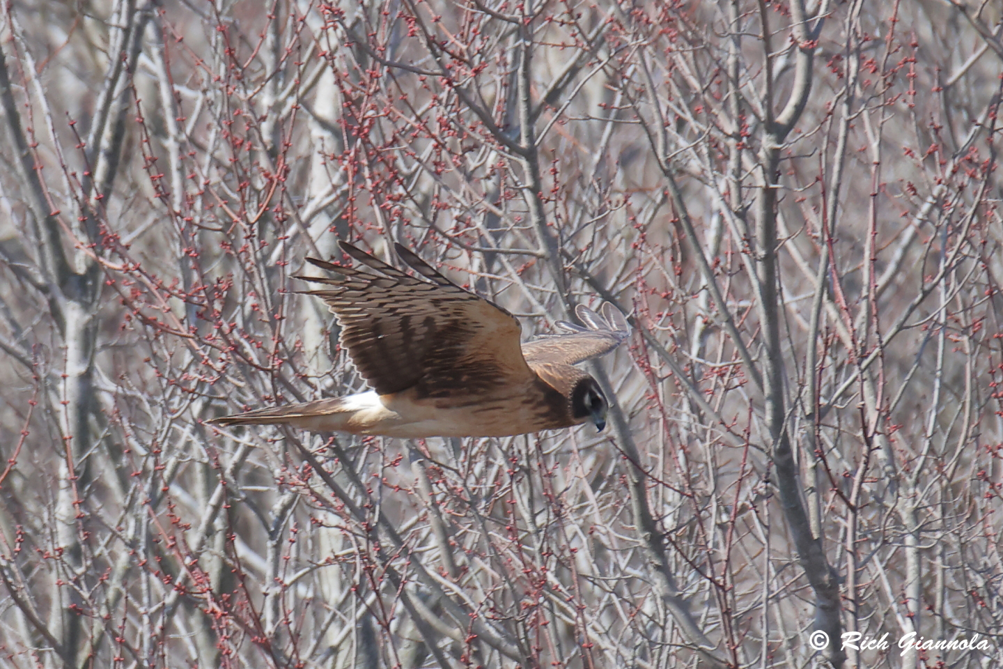 Birding at Bombay Hook NWR: Featuring a Northern Harrier (2/26/24)