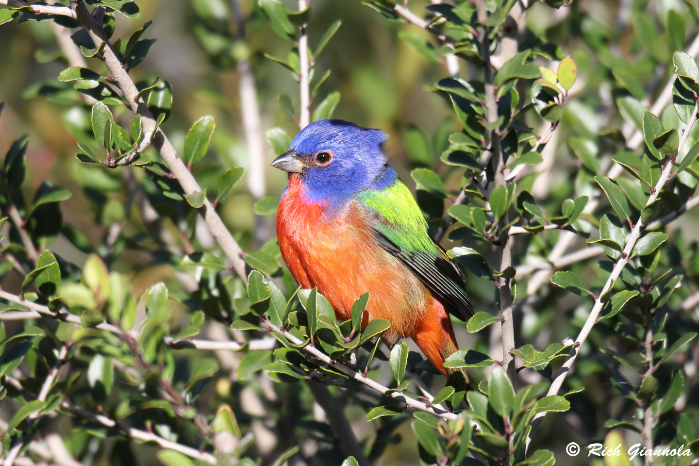 Birding at The Celery Fields: Featuring a Painted Bunting (1/20/24)