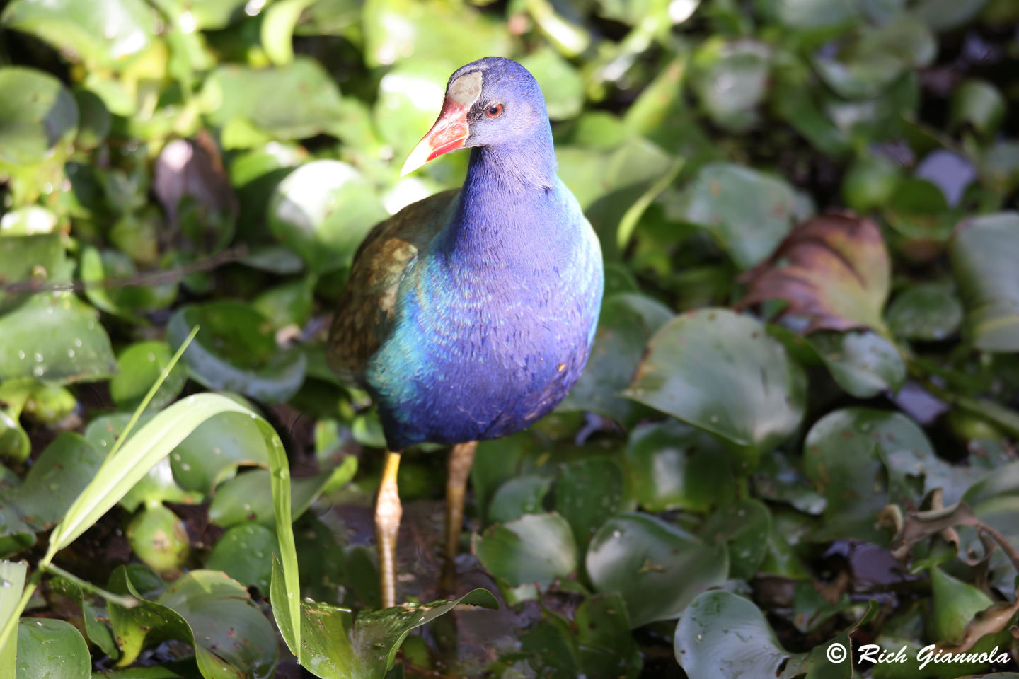 Birding at Largo Central Park Nature Preserve: Featuring a Purple Gallinule (1/26/24)